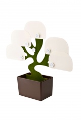   Bonsai 